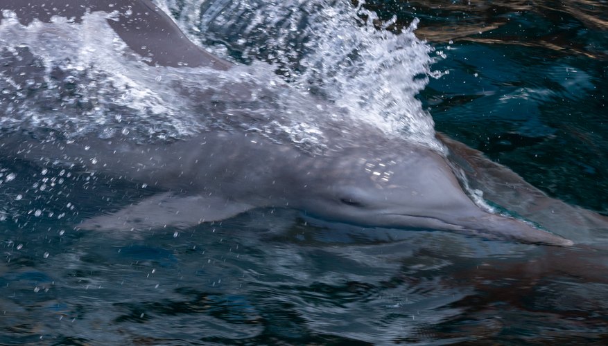 Dolphin's Diet | Sciencing