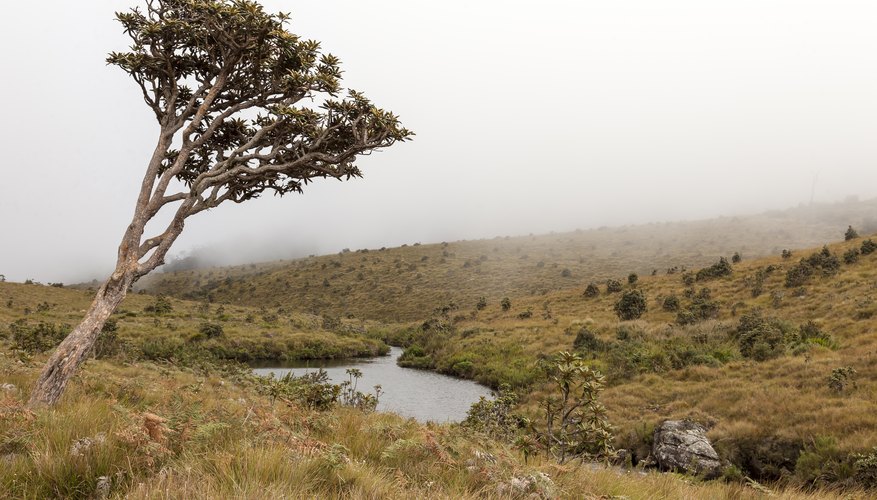 Abiotic Characteristics for Temperate Grasslands