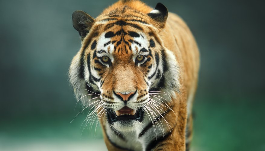 The Characteristics & Physical Features of a Tiger | Sciencing