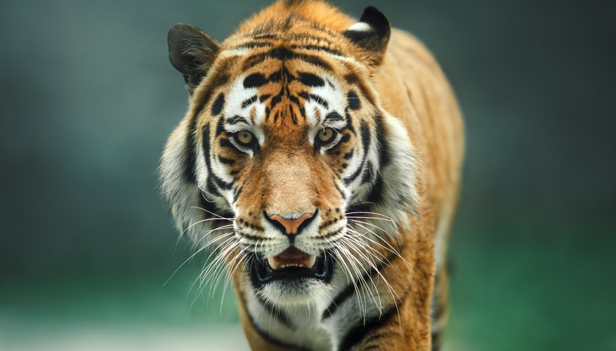 Well how about a tiger?  Animal wallpaper, Tiger wallpaper, Tiger pictures