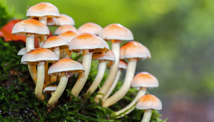 What Role Do Fungi Play in Food Chains? Biology Diagrams