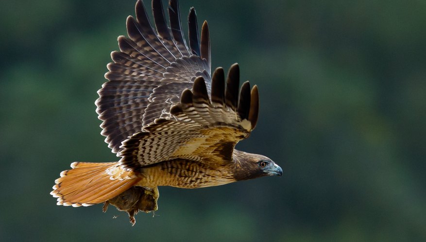 The Life Cycle of the Red-Tailed Hawk | Sciencing