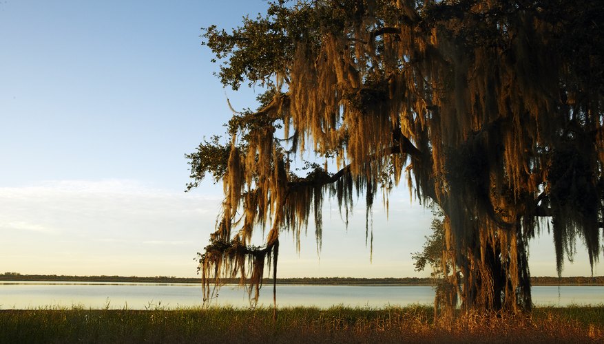 is-spanish-moss-poisonous-sciencing