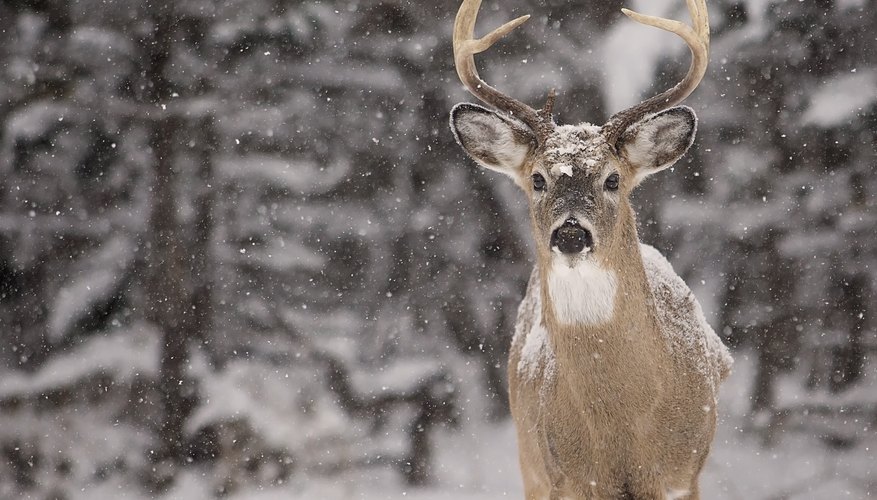 What to Feed Wild Deer | Sciencing