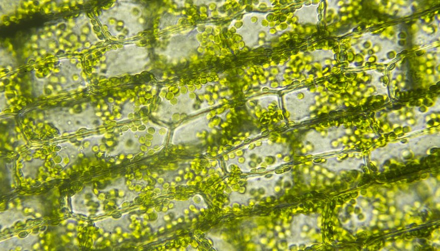 Elodea Leaf Cells Medium Power