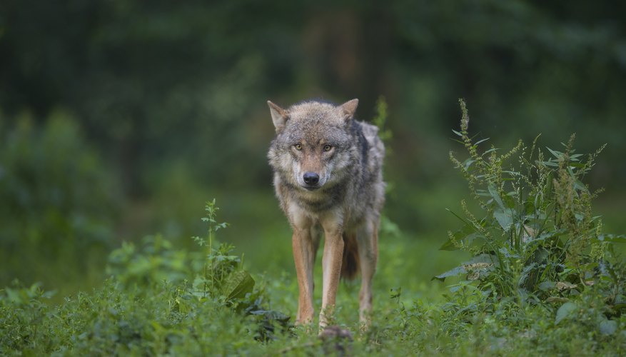 What Are the Temperatures Where the Gray Wolf Lives? | Sciencing