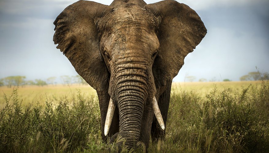 The Differences Between Mammoths & Elephants | Sciencing