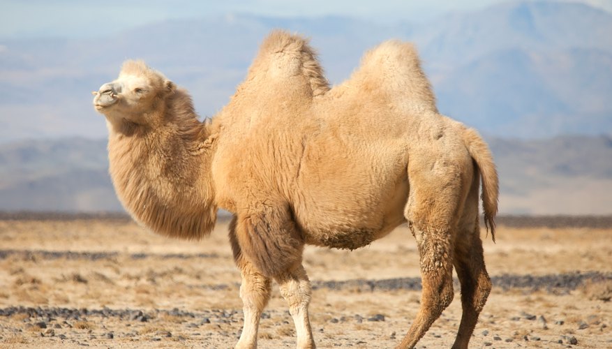 How Do Plants & Animals Adapt to the Desert? Sciencing