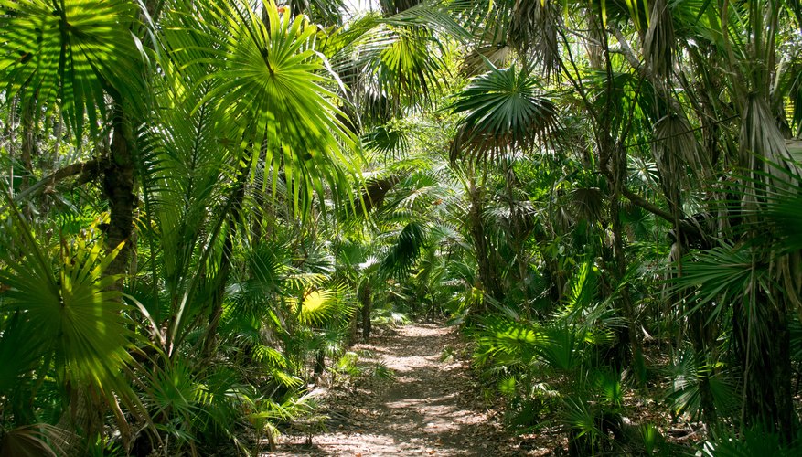 Tropical Rainforest Plants For Kids