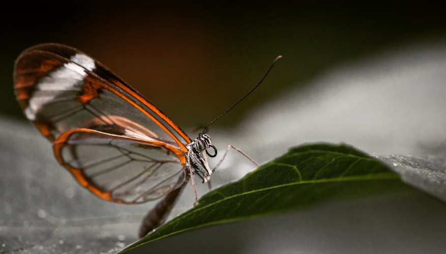 facts-about-the-glasswing-butterfly-sciencing