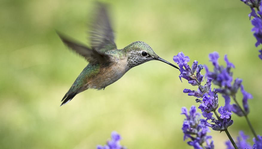 south florida hummings birds