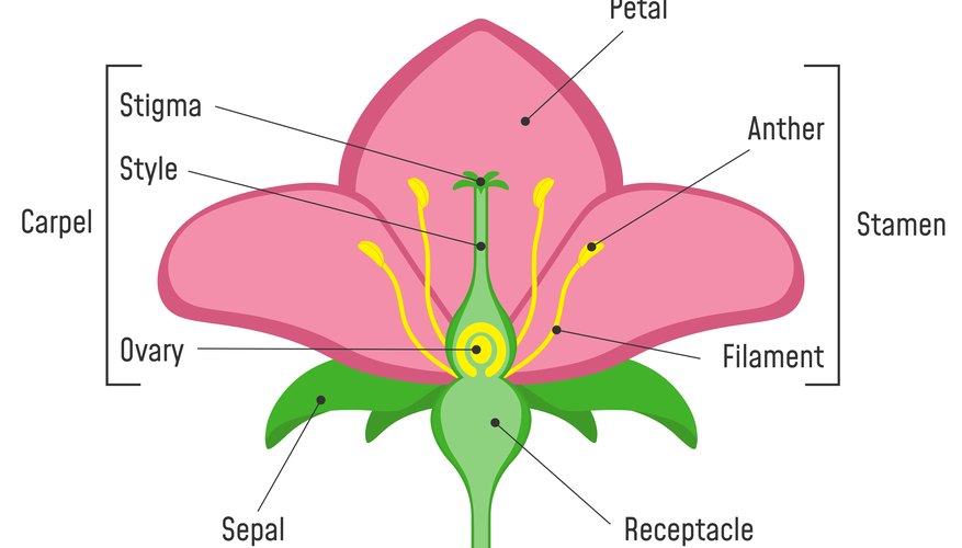 Parts Of Flowers What They Do Sciencing
