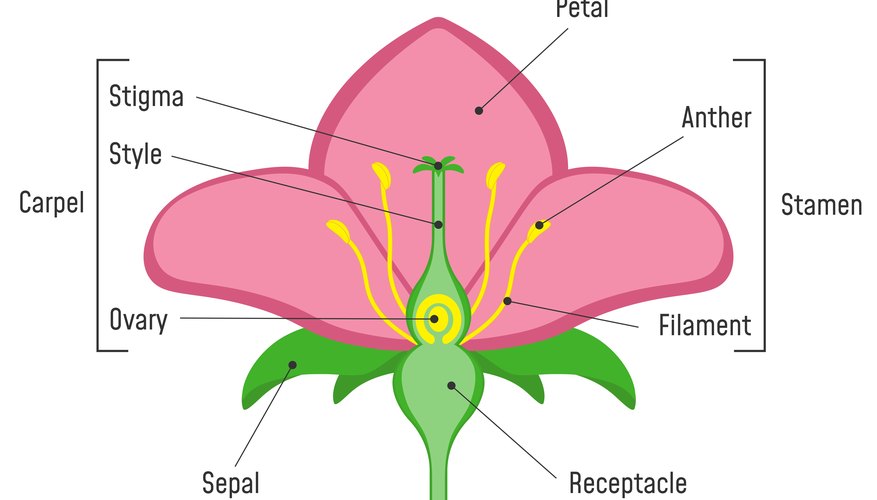 Parts of Flowers What They Do Sciencing