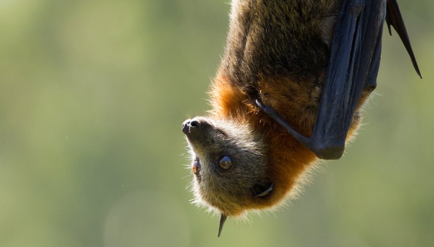 What Colors Are Bats? | Sciencing
