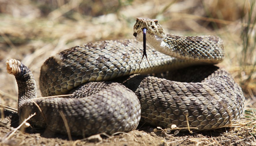 how-to-distinguish-a-bullsnake-from-a-rattlesnake-sciencing