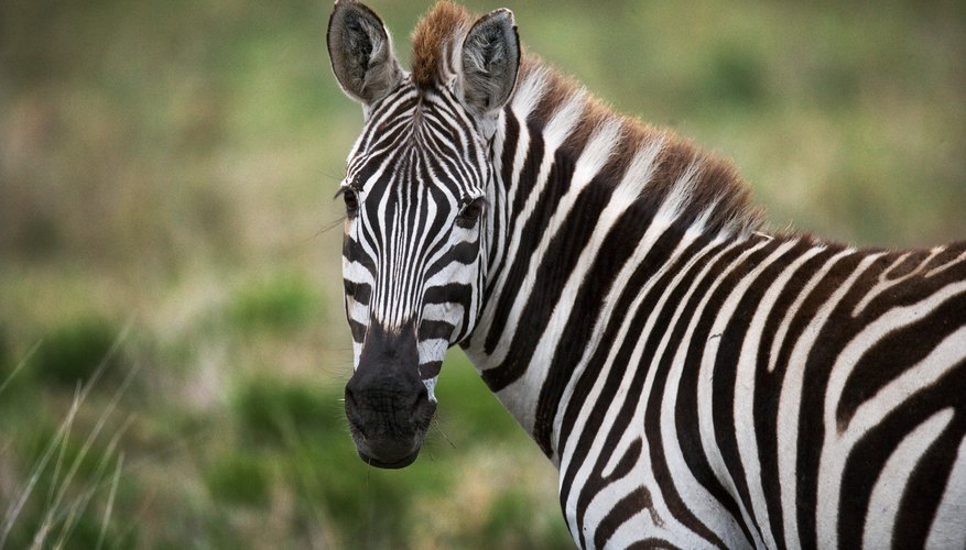 ecosystem information about zebras