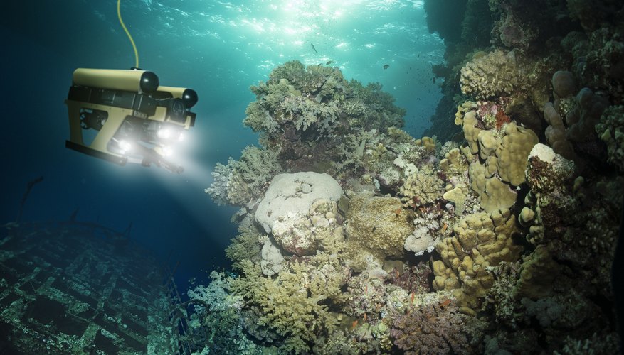 Animals of the Abyssal Ecosystem | Sciencing