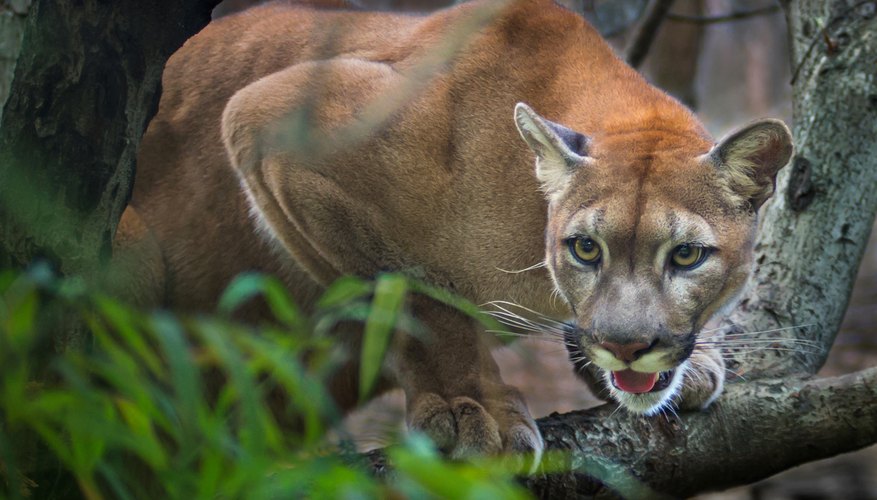 The Differences Between a Puma a Cougar and a Mountain Lion