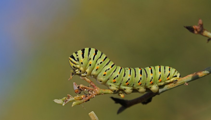 How to Identify Worms & Caterpillars | Sciencing