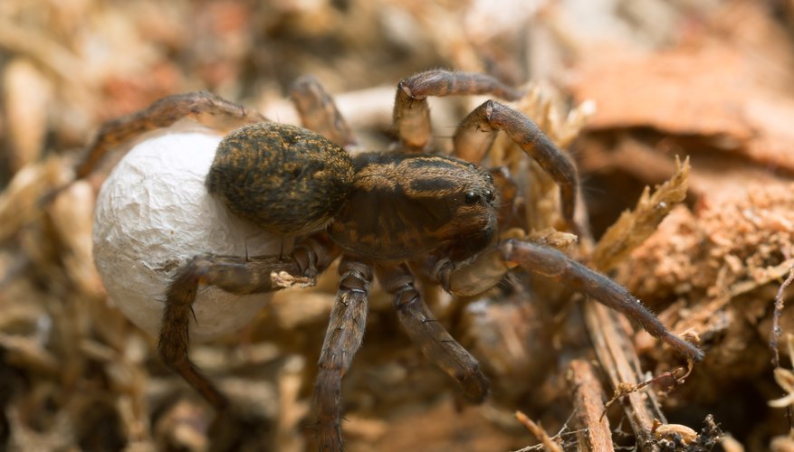 Big Brown Spiders In Indiana