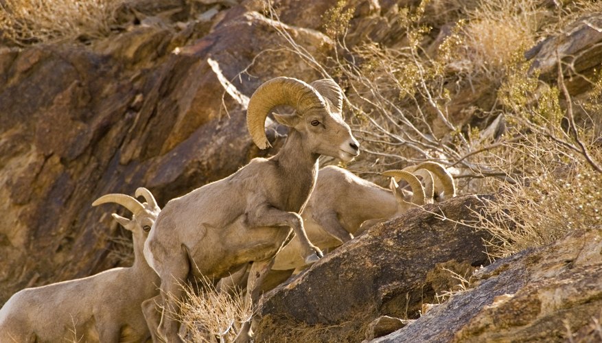 List of Endangered Animals of the Desert | Sciencing