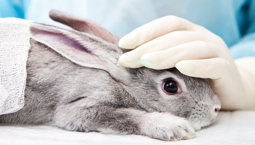 advantages-and-disadvantages-of-animal-testing-sciencing