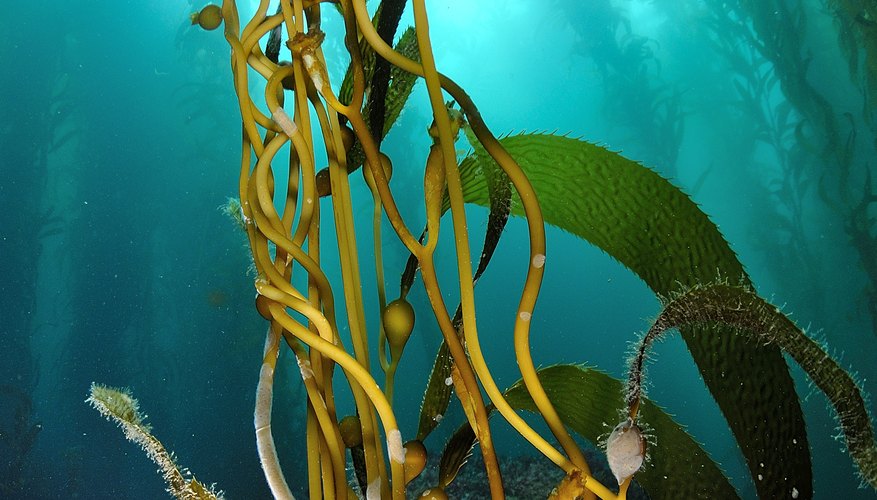  What Plants Live In The Oceanic Zone Sciencing