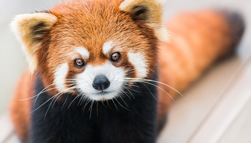 Why Are the Red Pandas Endangered? | Sciencing