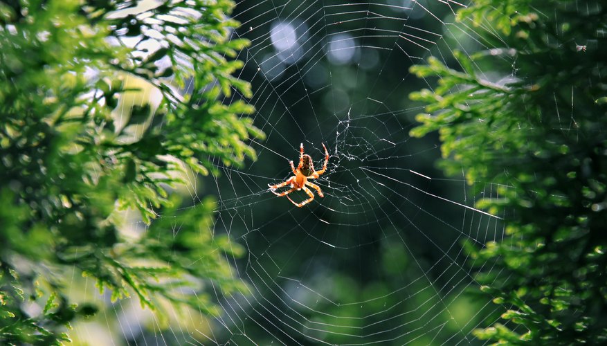 The Differences Between Male & Female Spiders | Sciencing