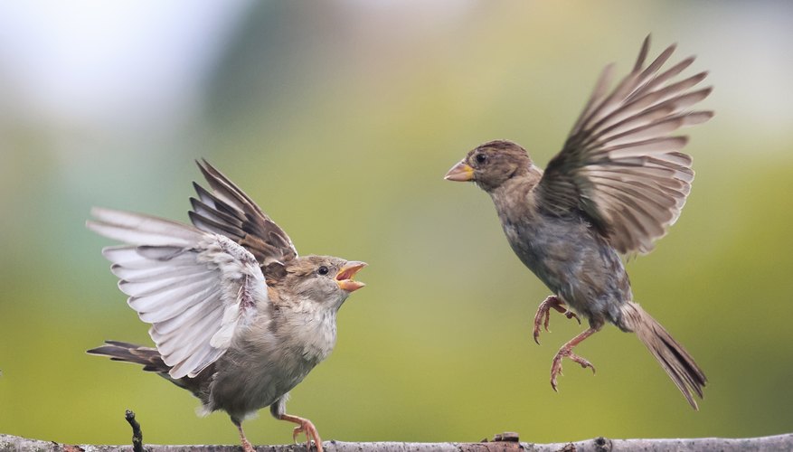 female sparrow