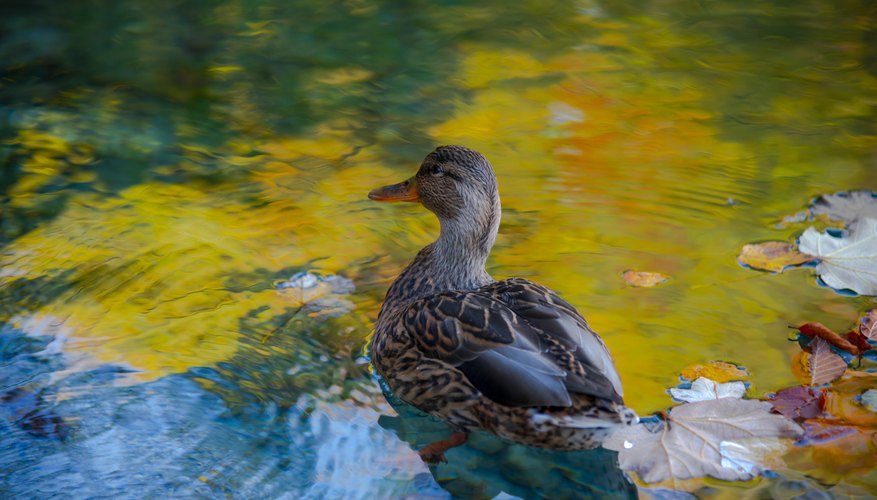 List of Freshwater Ducks | Sciencing