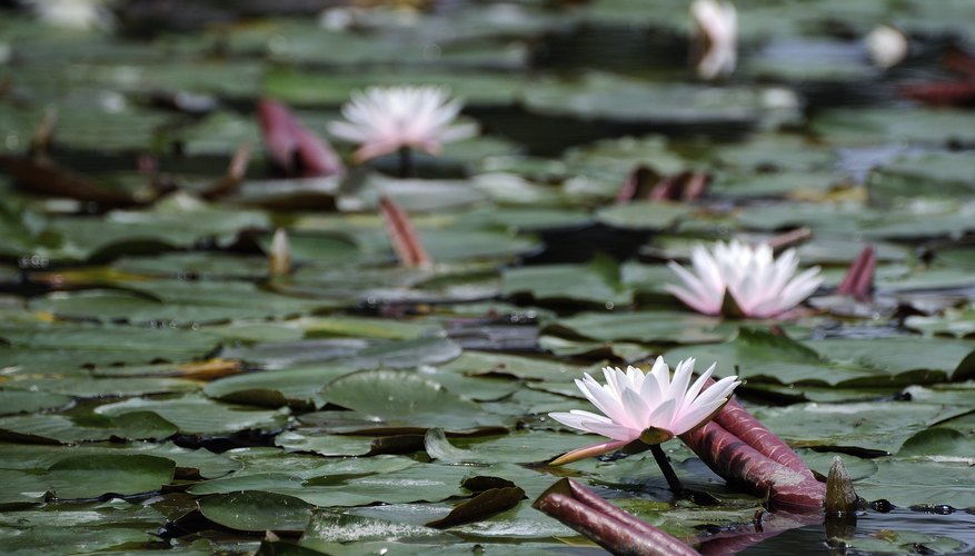 aquatic-terrestrial-plants-sciencing