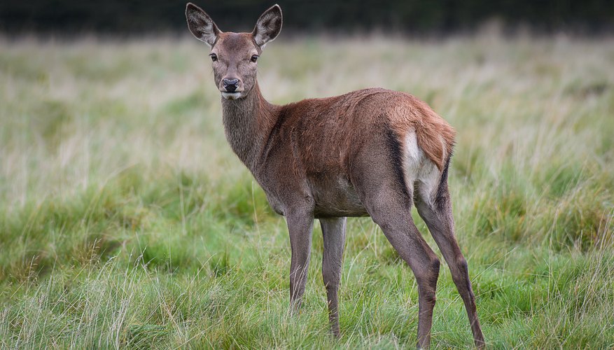 How to Identify a Female Deer