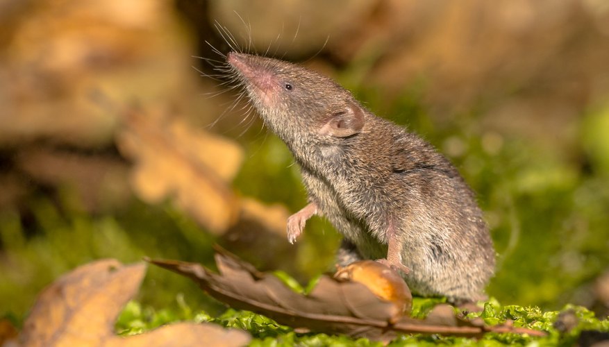 What Do Shrews Eat? | Sciencing