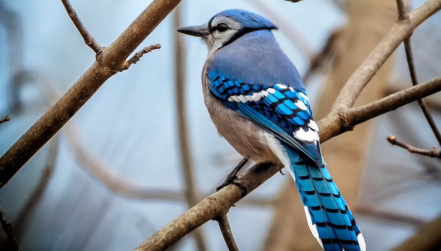 Bluebird vs Blue Jay - Differences And Similarities