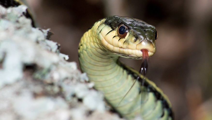 How to Identify Snakes in Pennsylvania | Sciencing