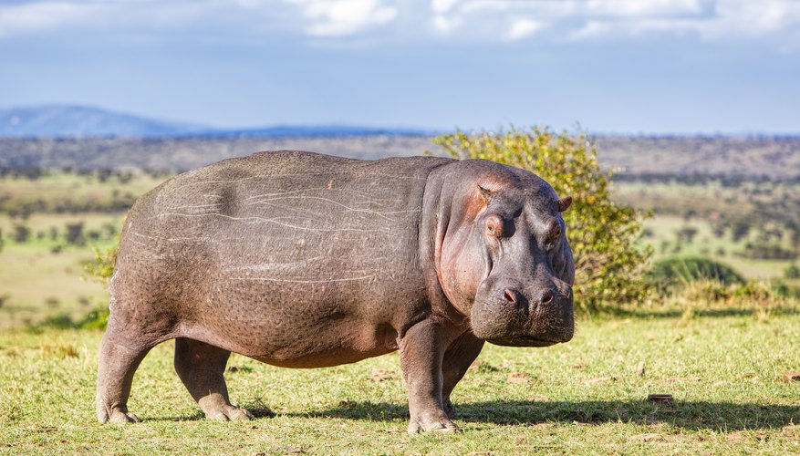 west amazonian hippo