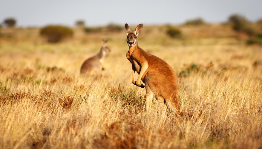 What Does Semi Arid Mean In English