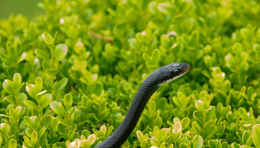 Snakes Common to Indiana | Sciencing