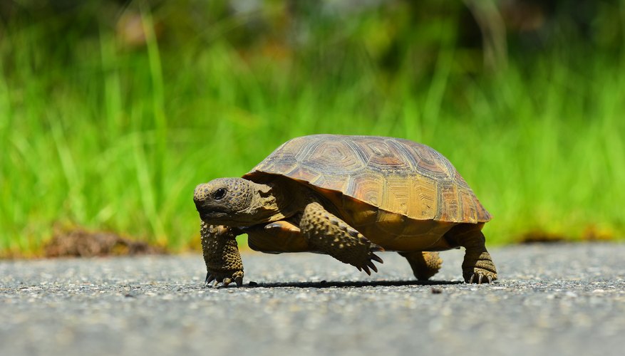 Sketches Of Land Turtles