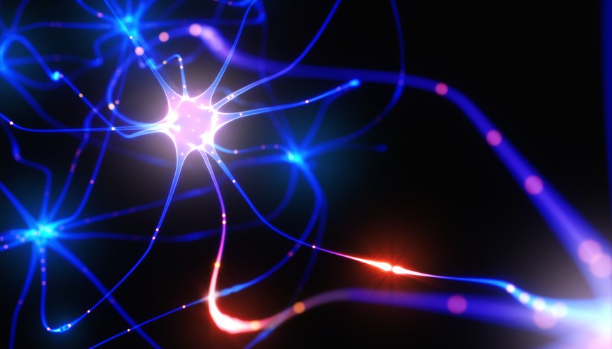 what-is-the-electrical-impulse-that-moves-down-an-axon-sciencing