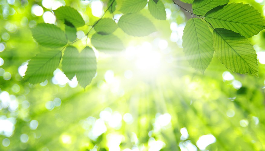 What Are the Ten Characteristics of Living Organisms