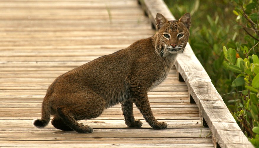 Facts on Wild Bobcats in Florida | Sciencing