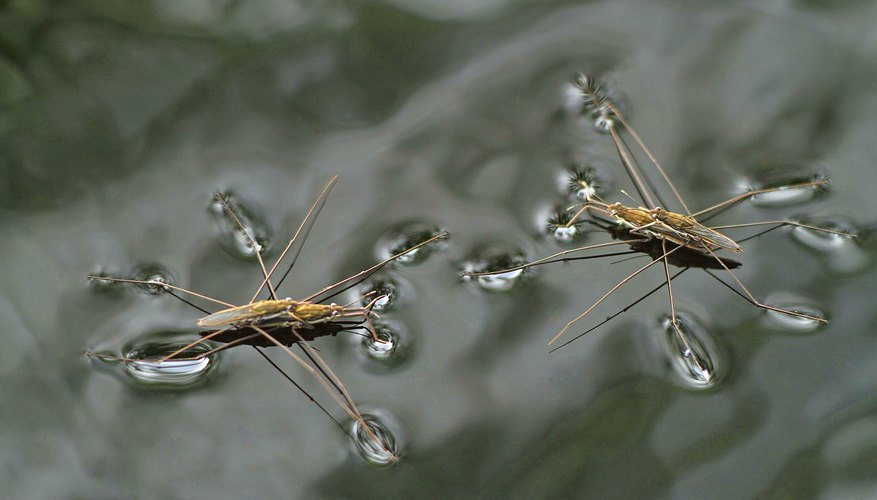 surface tension water