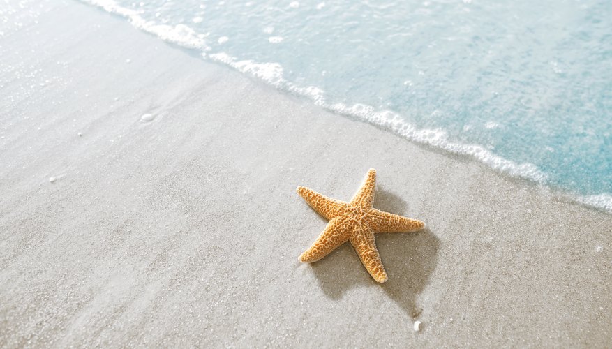 When to Get Starfish on the Beach?