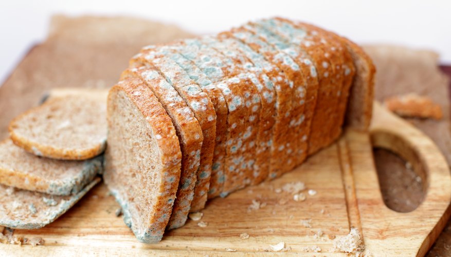 Which Breads Mold Faster? Sciencing
