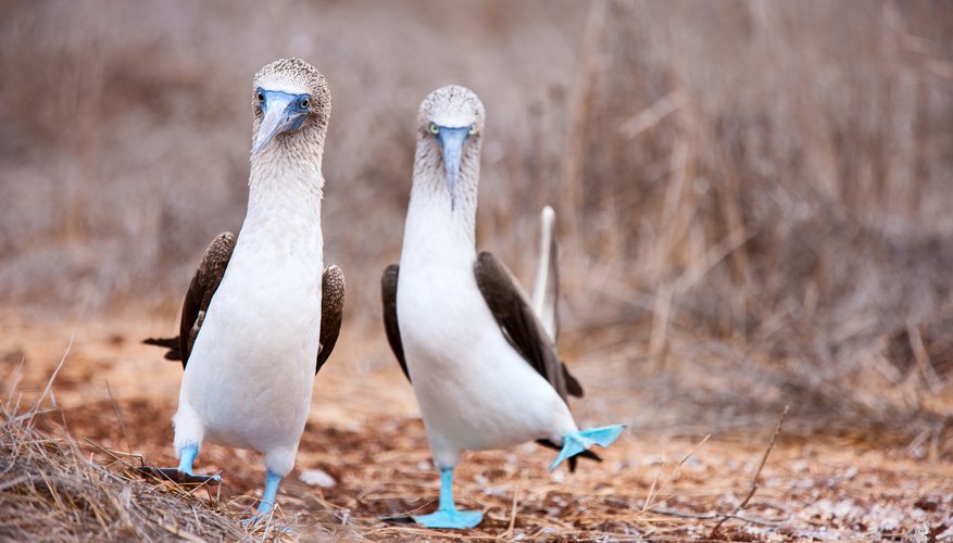 Darwin Wildlife