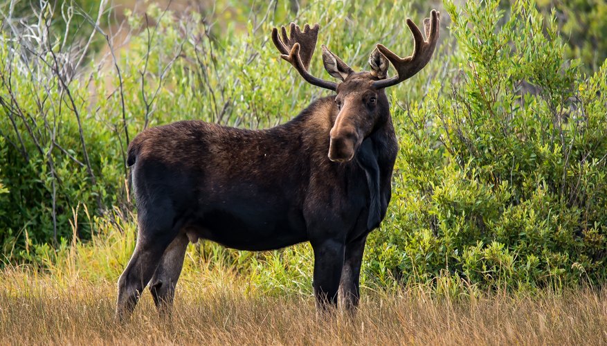 Why Do Moose Lose Their Antlers Sciencing