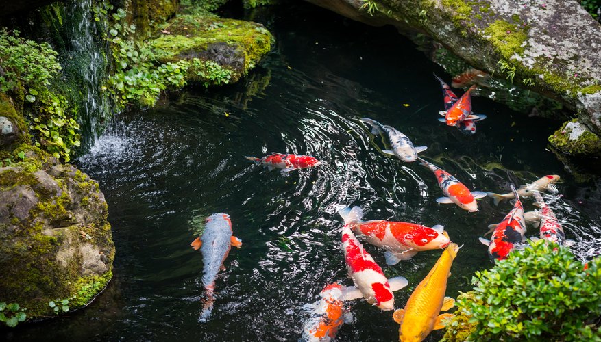 How Do Fish Get Into New Ponds? | Sciencing