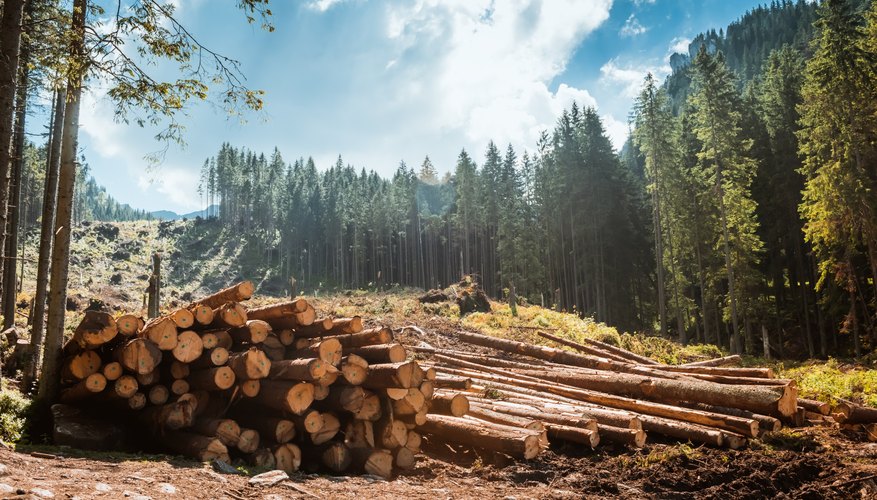 Human Influences on the Temperate Rainforest | Sciencing